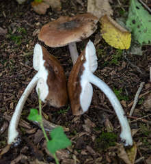 Pluteus