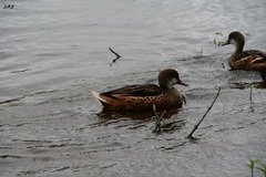 Anas bahamensis galapagensis