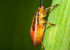 Oebalus