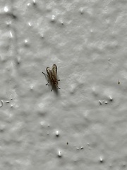 Trypetoptera canadensis