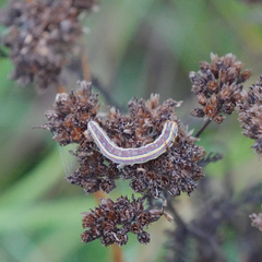 Trichordestra legitima