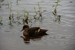 Anas bahamensis galapagensis