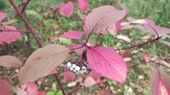 Cornus