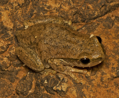Litoria rubella