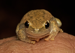 Litoria rubella