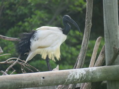 Threskiornis aethiopicus