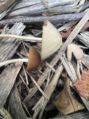 Parasola conopilea