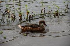 Anas bahamensis galapagensis