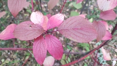 Cornus