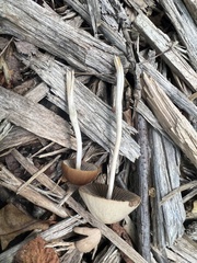 Parasola conopilea