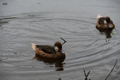 Anas bahamensis galapagensis