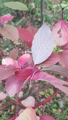 Cornus