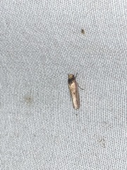 Tinea apicimaculella