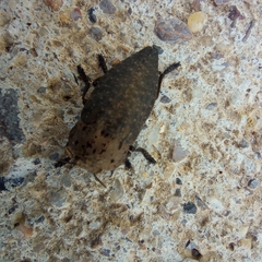 Capnodis tenebricosa