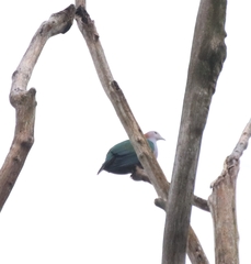 Ducula aenea paulina