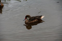 Anas bahamensis galapagensis