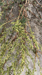 Artemisia dracunculus