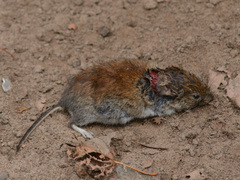 Clethrionomys glareolus