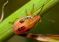 Oebalus