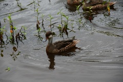 Anas bahamensis galapagensis