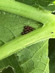 Anasa tristis