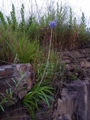 Agapanthus inapertus