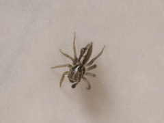 Maeota dorsalis