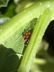 Anasa tristis