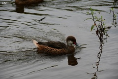 Anas bahamensis galapagensis