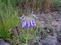 Agapanthus inapertus