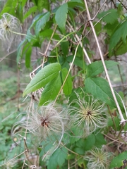 Clematis alpina sibirica