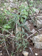 Berberis trifoliolata