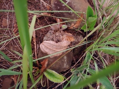 Harpactira