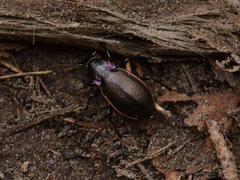 Carabus nemoralis