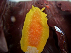 Doriopsilla albopunctata