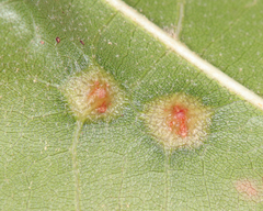 Cecidomyiini
