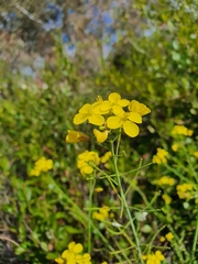 Brassica fruticulosa