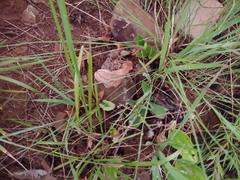 Harpactira