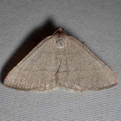 Taeniogramma tenebrosata