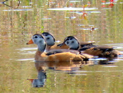 Nettapus auritus