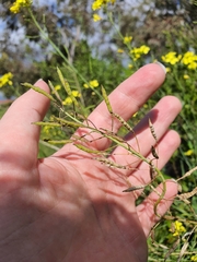 Brassica fruticulosa