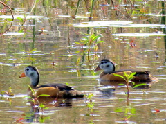 Nettapus auritus