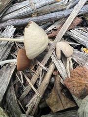 Parasola conopilea