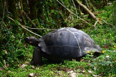 Chelonoidis niger porteri