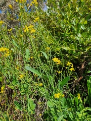 Brassica fruticulosa