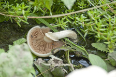 Cyclocybe aegerita