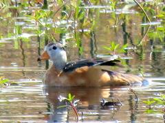 Nettapus auritus