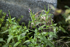 Epilobium parviflorum