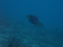 Balistoides viridescens