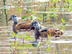 Nettapus auritus